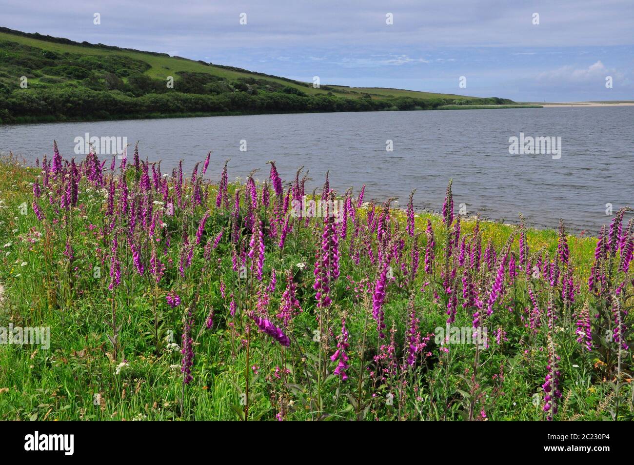 Digitalis purpurea' de Foxgules' line el margen de la Loe, una piscina de agua dulce con Loe Bar en el horizonte cerca de Helston, Cornwall.UK Foto de stock