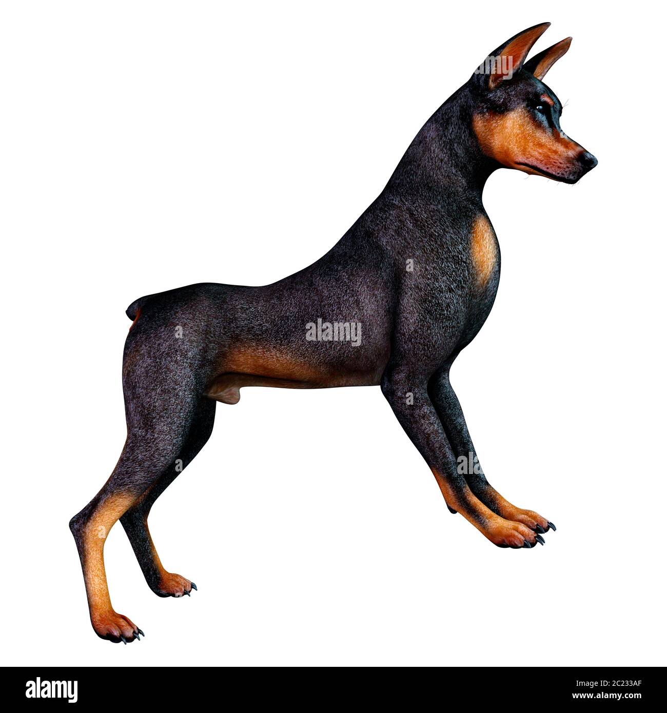 Representación 3D de un perro doberman negro aislado sobre fondo blanco  Fotografía de stock - Alamy