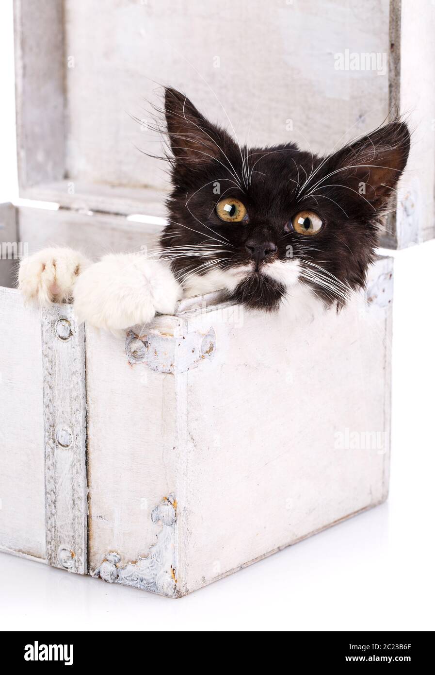 En blanco y negro gatito blanco radica en una maleta. Gato negro con patas  blancas y bigotes está mirando a la cámara. Aislado en un fondo blanco  Fotografía de stock - Alamy