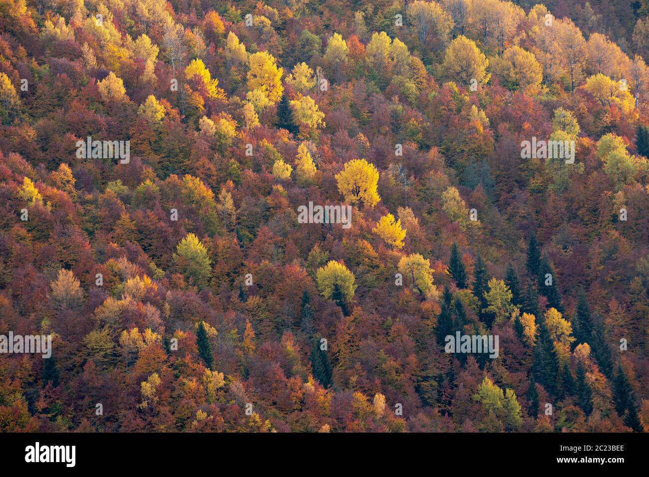 Colores otoñales en las montañas del Cáucaso en Georgia, Cáucaso Foto de stock
