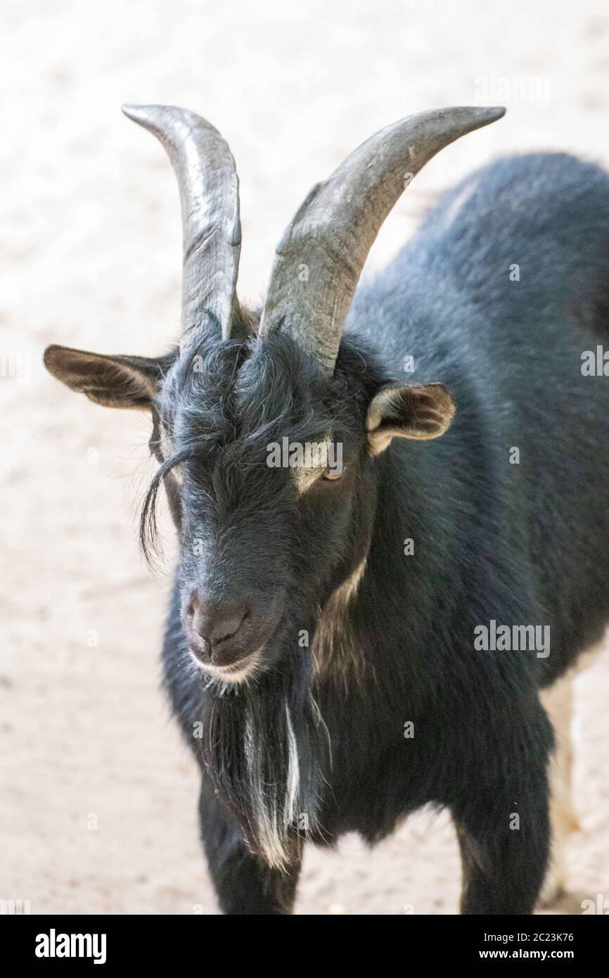 Cerca de una sola cabra billy en un parque de animales Foto de stock