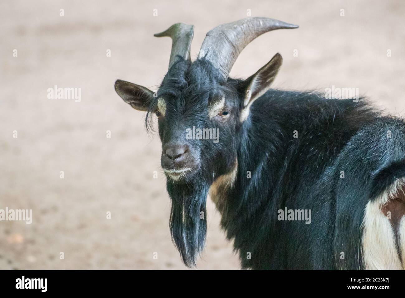 Cerca de una sola cabra billy en un parque de animales Foto de stock