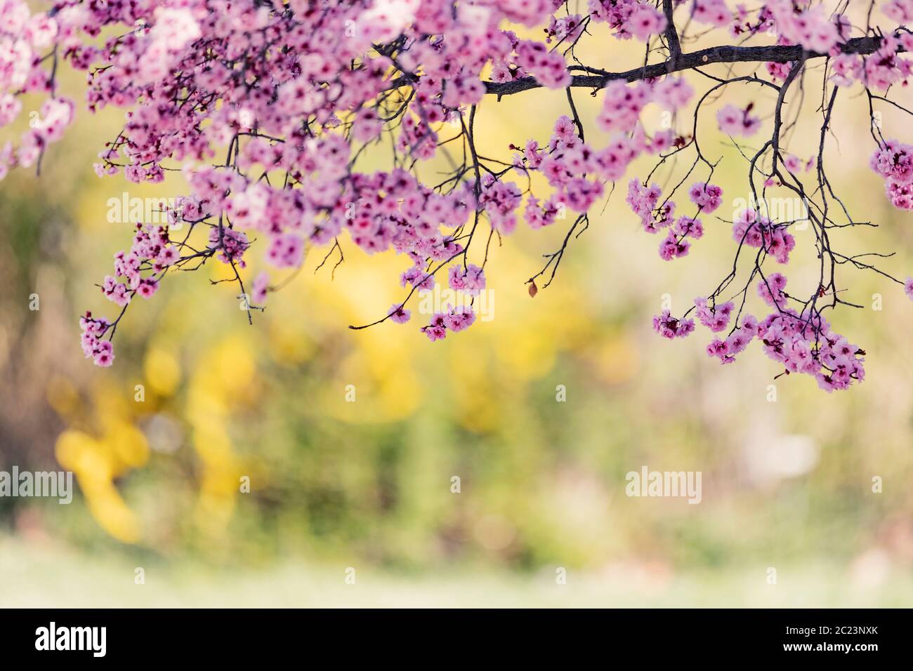 flores de árboles en flor de primavera Foto de stock
