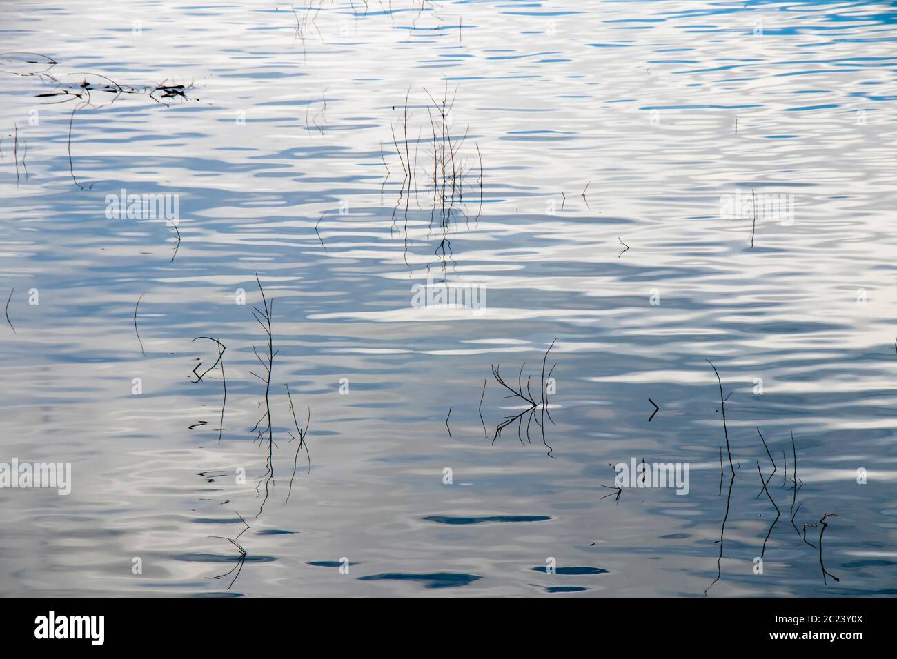 Hierba seca en la silueta del río, detalle de caña en el estanque en alto contraste Foto de stock