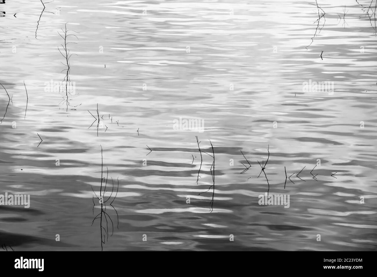 Hierba seca en el río de la silueta, detalle de reed en el estanque en blanco y negro de alto contraste Foto de stock