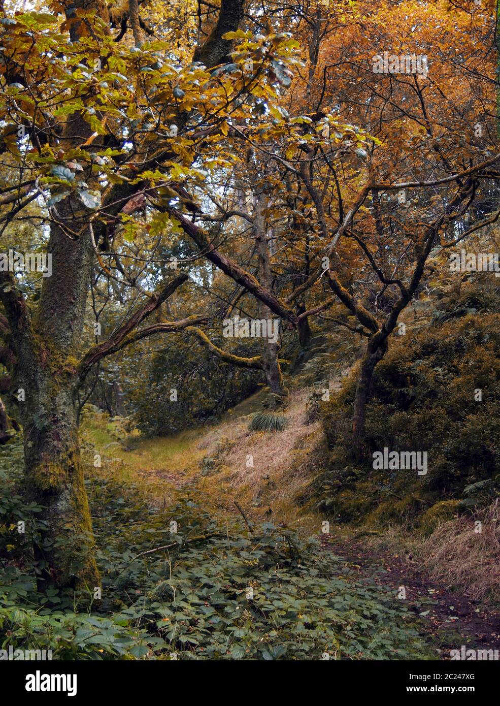 Otoño bosque oscuro camino con colores otoñales y árboles retorcidos Foto de stock