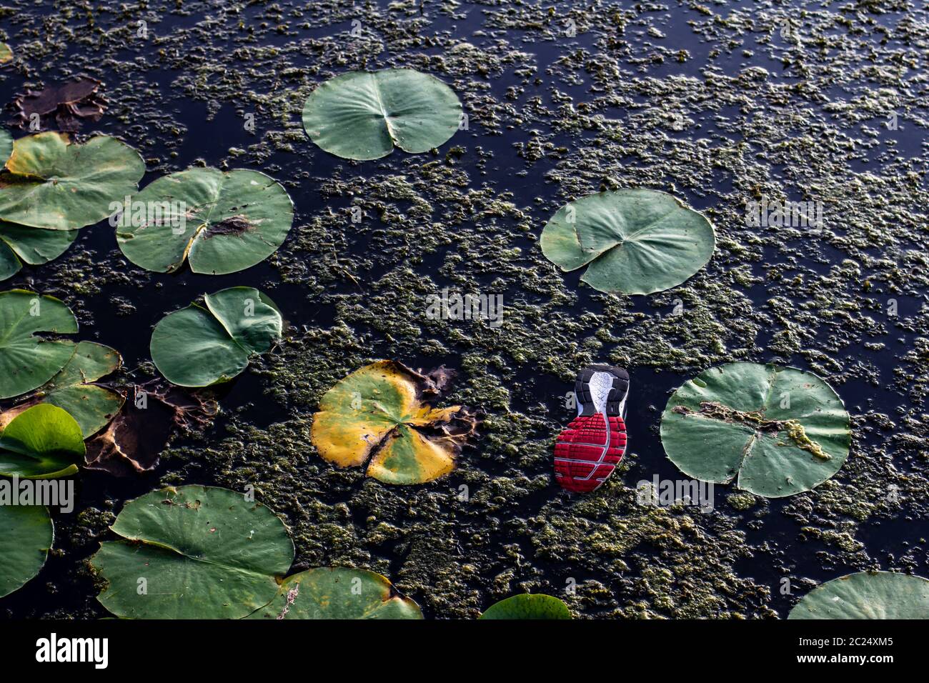 Calzado abandonado flotando con almohadillas lilly en el agua Foto de stock