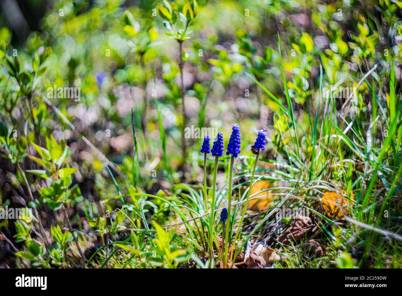 Flores silvestres de jacinto Foto de stock