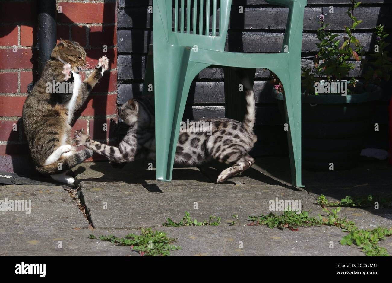 Gatos luchando en el patio Foto de stock