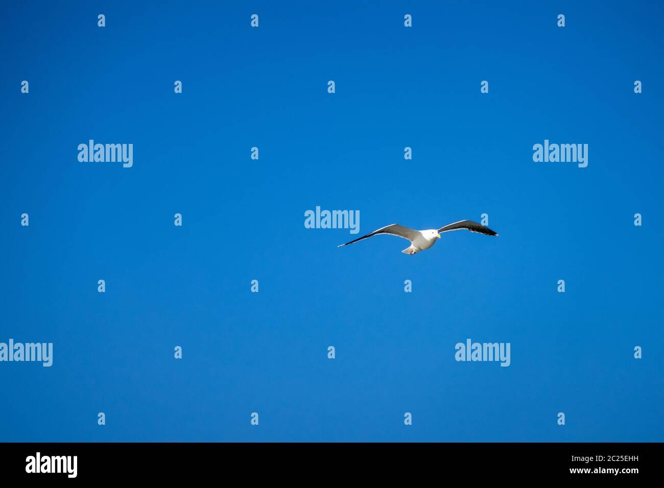 Una gaviota en el cielo azul claro Foto de stock