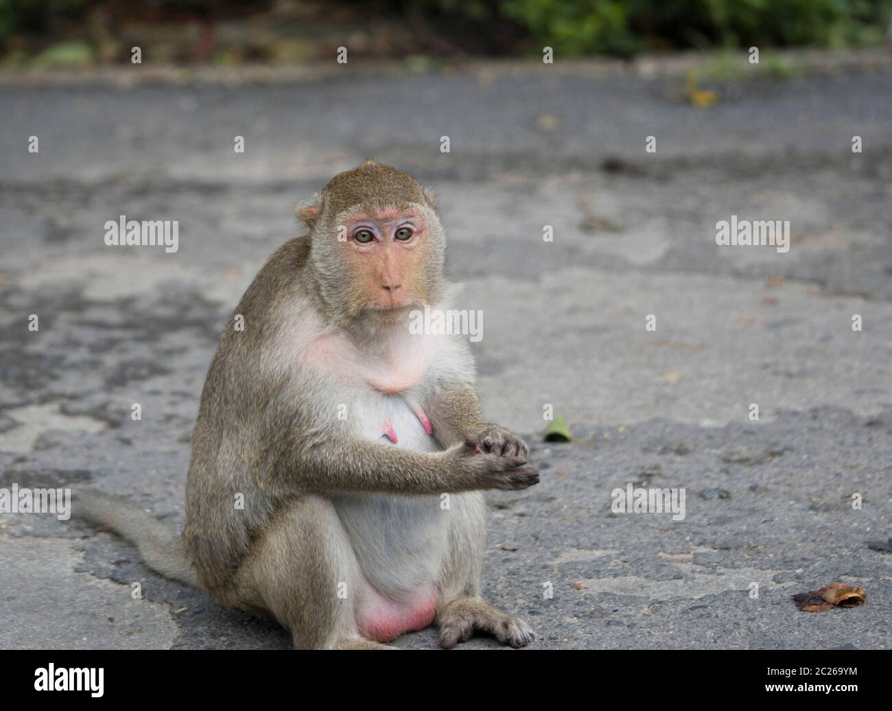 Mujer embarazada mono sentada en camino asfaltado en Tailandia. Mono  macaque tiene piel marrón y pezón rosa. La esposa de Monkey esperando a su  marido. D.pres Fotografía de stock - Alamy