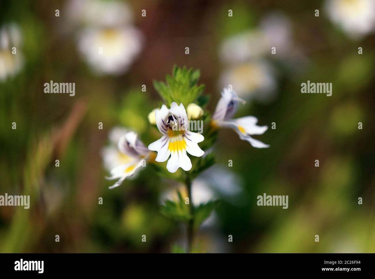 Floración de la efrasia officinalis en la nitidez selectiva Foto de stock