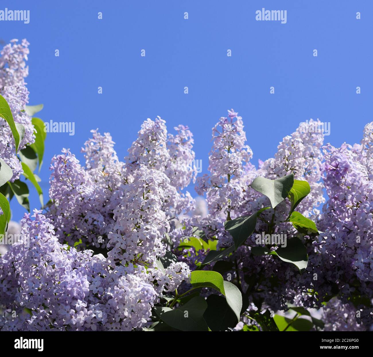 Flores lila. Hermosas flores de color lila púrpura en el exterior