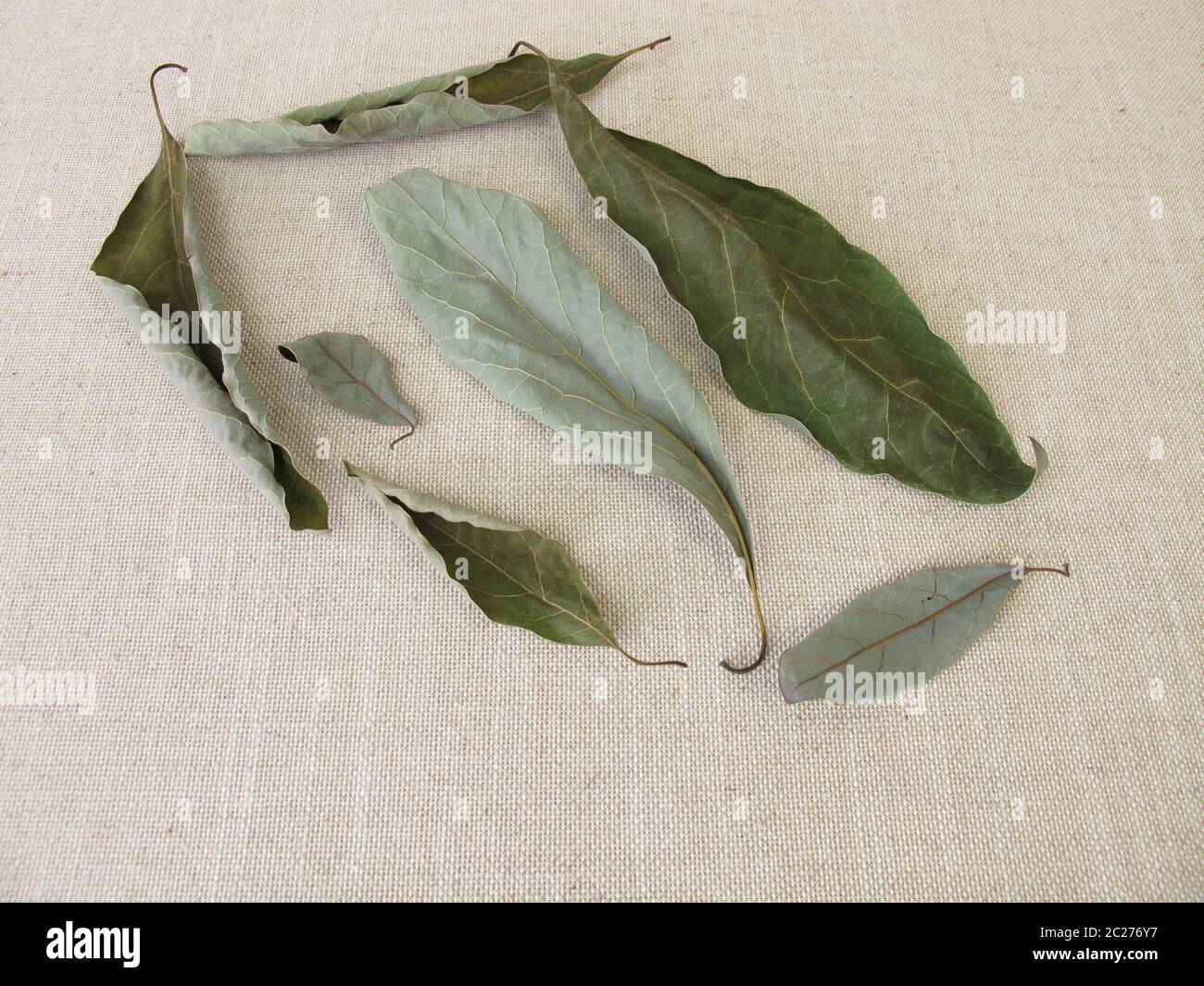 Hojas secas de aguacate del árbol de aguacate Fotografía de stock Alamy