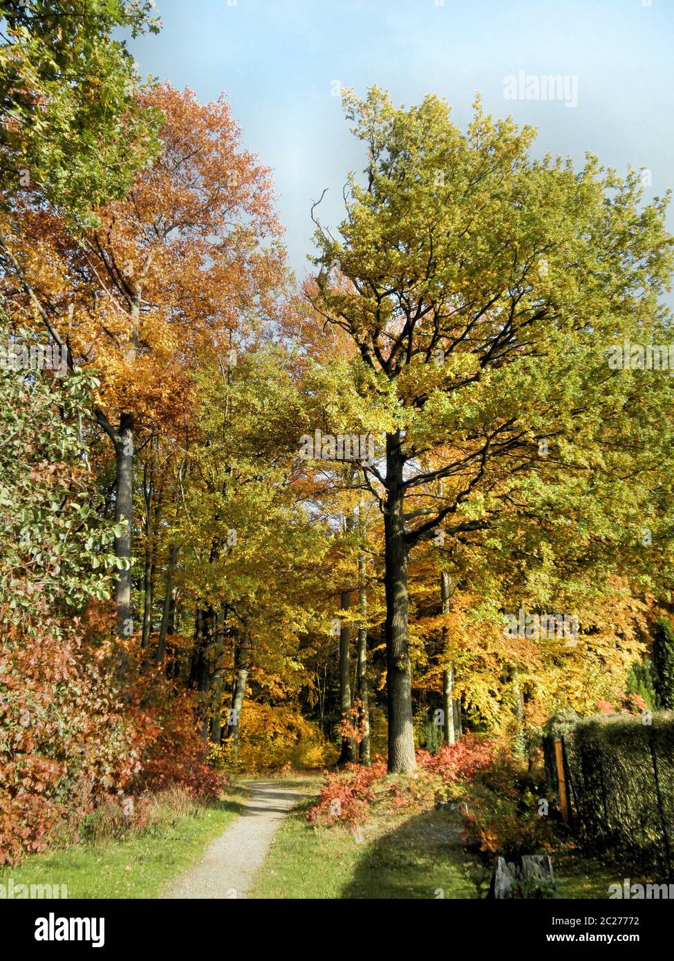 ein schmaler Pfad am Rand eines bunten Herbstwaldes, sonniger Tag im Oktober un estrecho camino en el borde de un bosque de otoño colorido, día soleado en Octob Foto de stock
