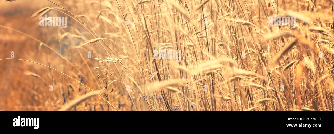 Campo de trigo dorado en la zona agrícola de día soleado Foto de stock