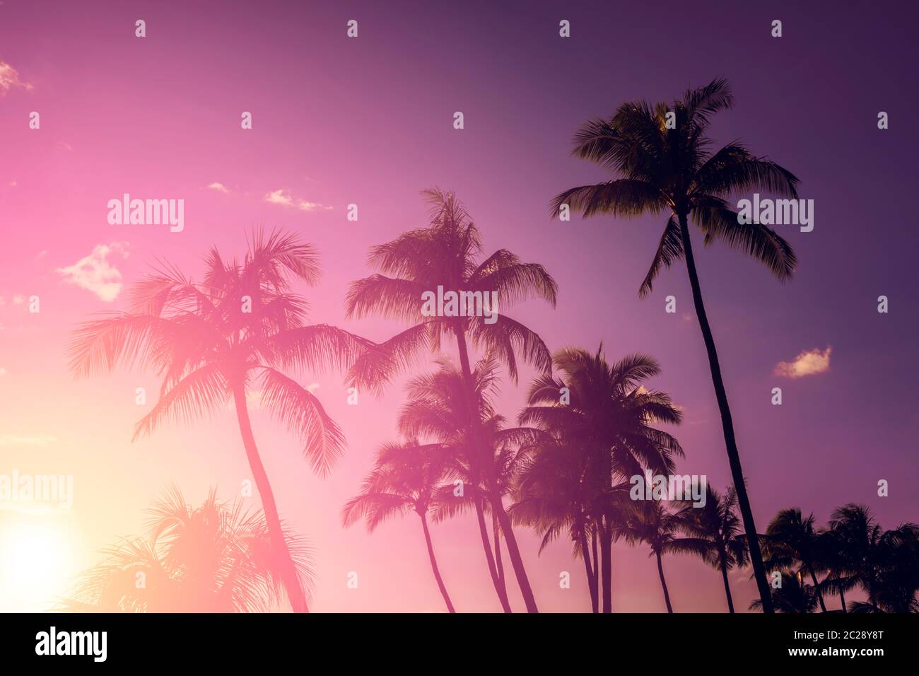 Silueta de palmera sobre un fondo de puesta de sol tropical Foto de stock