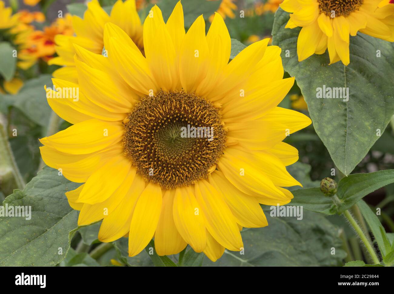 Dwarf sunflower plants fotografías e imágenes de alta resolución - Alamy