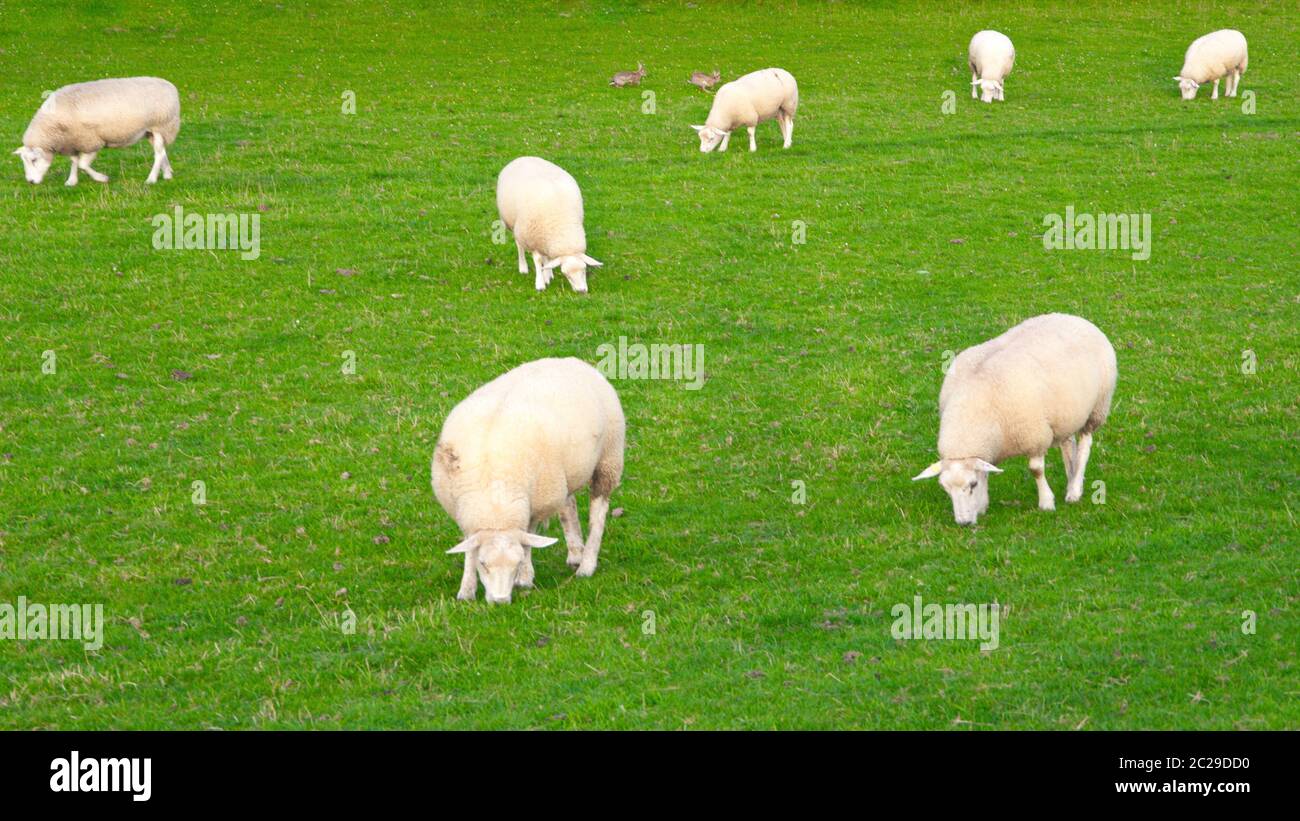 Hintergrund Zwei Schafe Fotograf as E Im genes De Alta Resoluci n Alamy