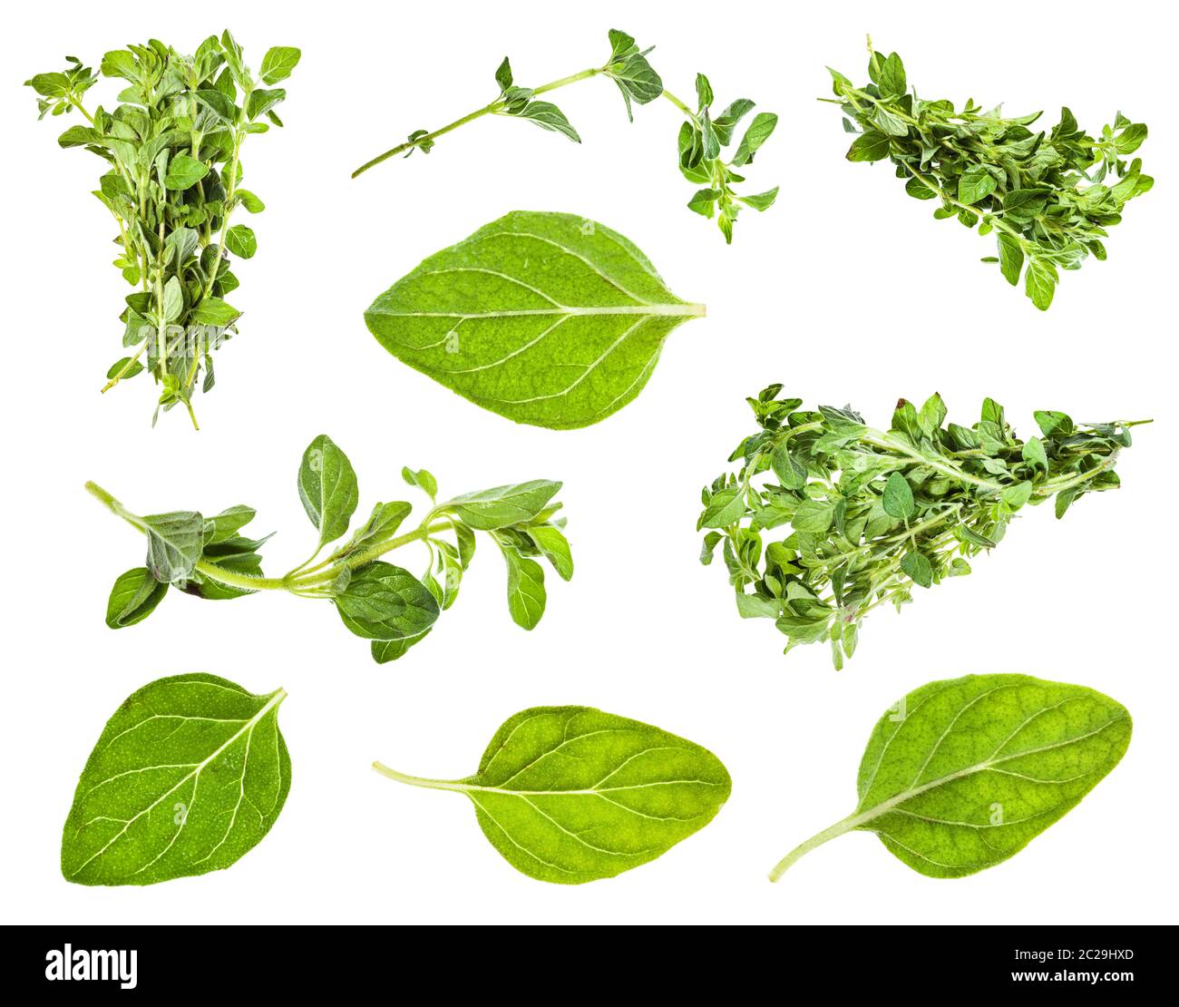 Conjunto de hojas y ramitas de orégano planta aislado sobre fondo blanco. Foto de stock