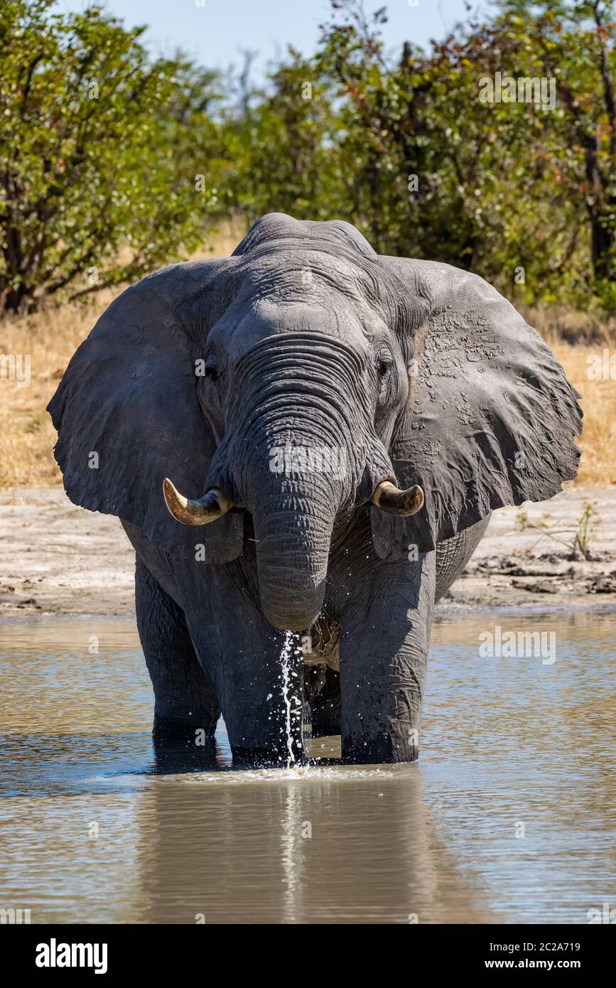 Majestuoso Elefante Africano beber agua en el abrevadero Savuti en el Parque Nacional Chobe, Botswana safari wildlife Foto de stock