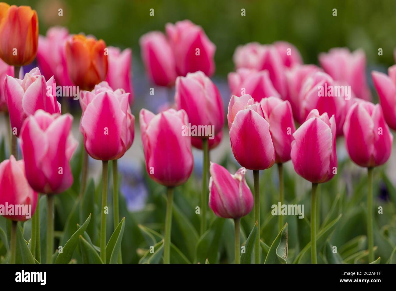 Blossom nature tulipa natural fotografías e imágenes de alta resolución -  Página 12 - Alamy