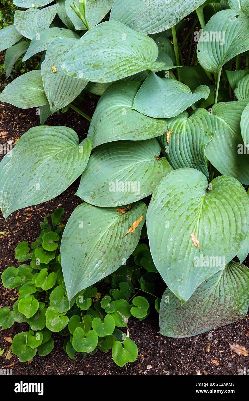 Hosta Big Boy Foto de stock