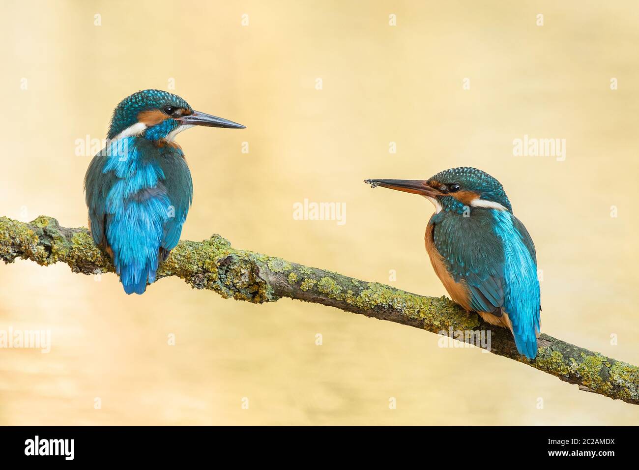 Un par de aves de la realeza europea azules descansando en una rama mirando el uno al otro Foto de stock