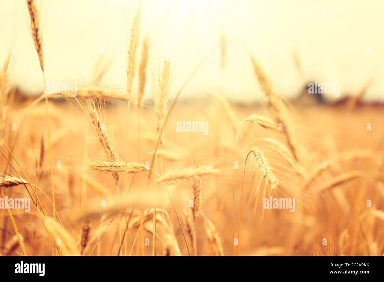 Soleado campo de trigo dorado Foto de stock