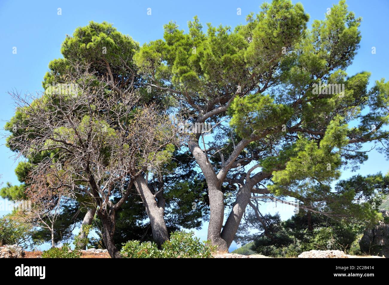 Grupo de árboles en la costa de Igrane en Croacia Foto de stock
