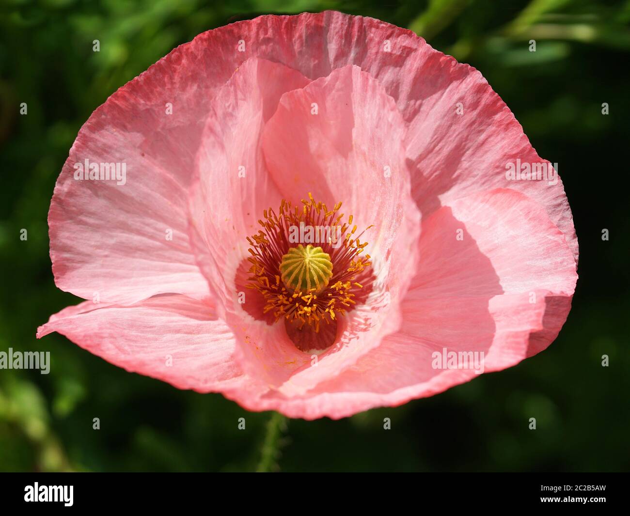 Amapola de melocotón Foto de stock