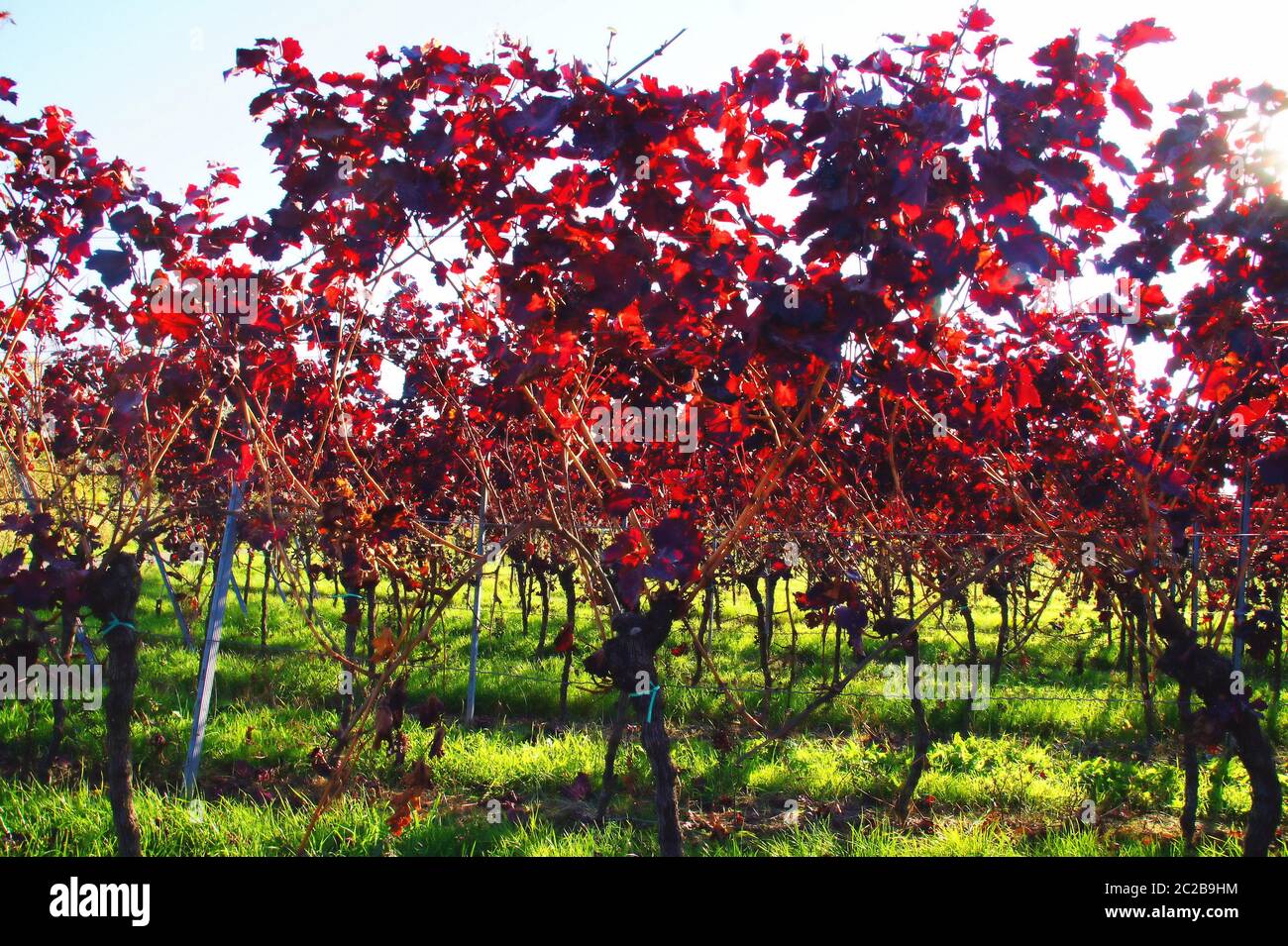 Dunkelrote Weinblätter im Herbst un Rotweinreben Foto de stock