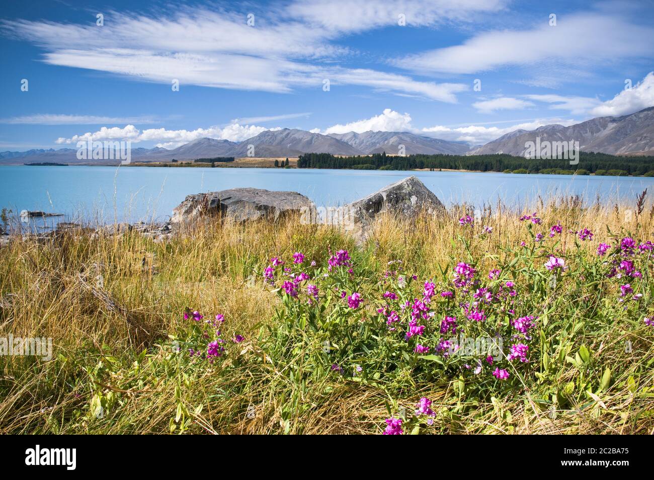 Flores silvestres en la orilla del lago Tekapo, Nueva Zelanda, en un soleado día de verano. Foto de stock