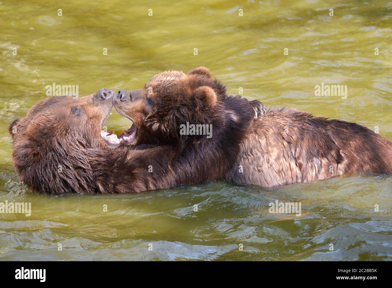 Grizzlies en el agua Foto de stock