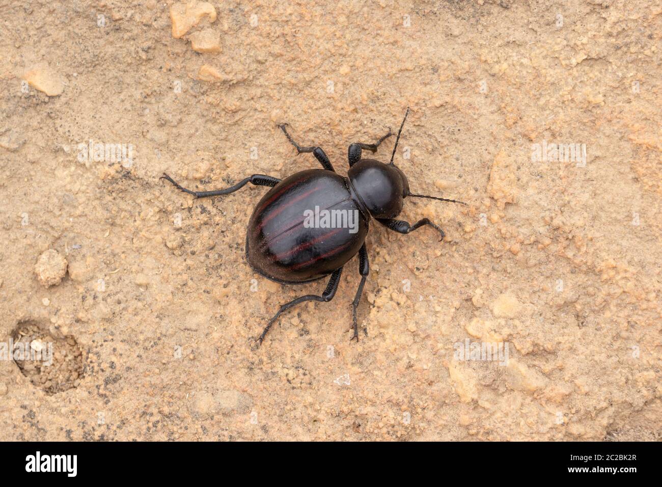 Dung Beetle cerca de Nieuwudtville, Cabo Norte, Sudáfrica Foto de stock