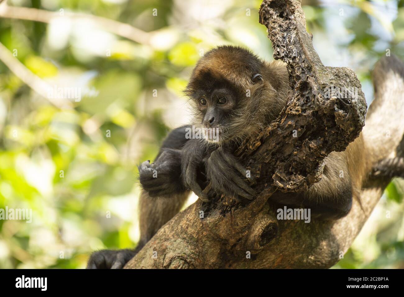 Mono araña Centroamericano, Ateles geoffroyi, Cebidae, Costa Rica, Centroamérica Foto de stock