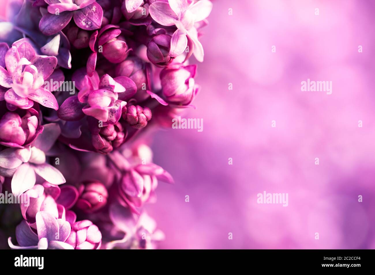 Violeta, lila flores antecedentes Foto de stock