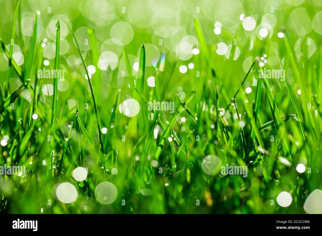 hierba verde con gotas de agua bajo la luz del sol Foto de stock