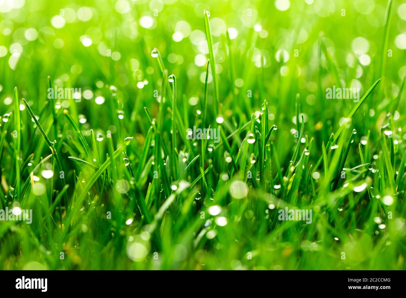 hierba verde con gotas de agua bajo la luz del sol Foto de stock