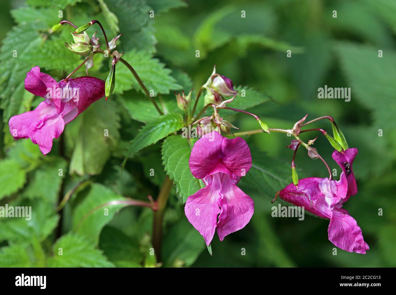 Flores Glandario Springkraut Impatiens glandulifera Foto de stock