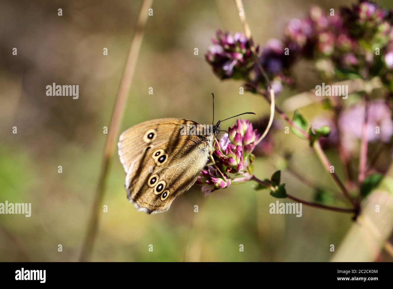 Close-up de una mariposa, el excursionismo en una planta Foto de stock