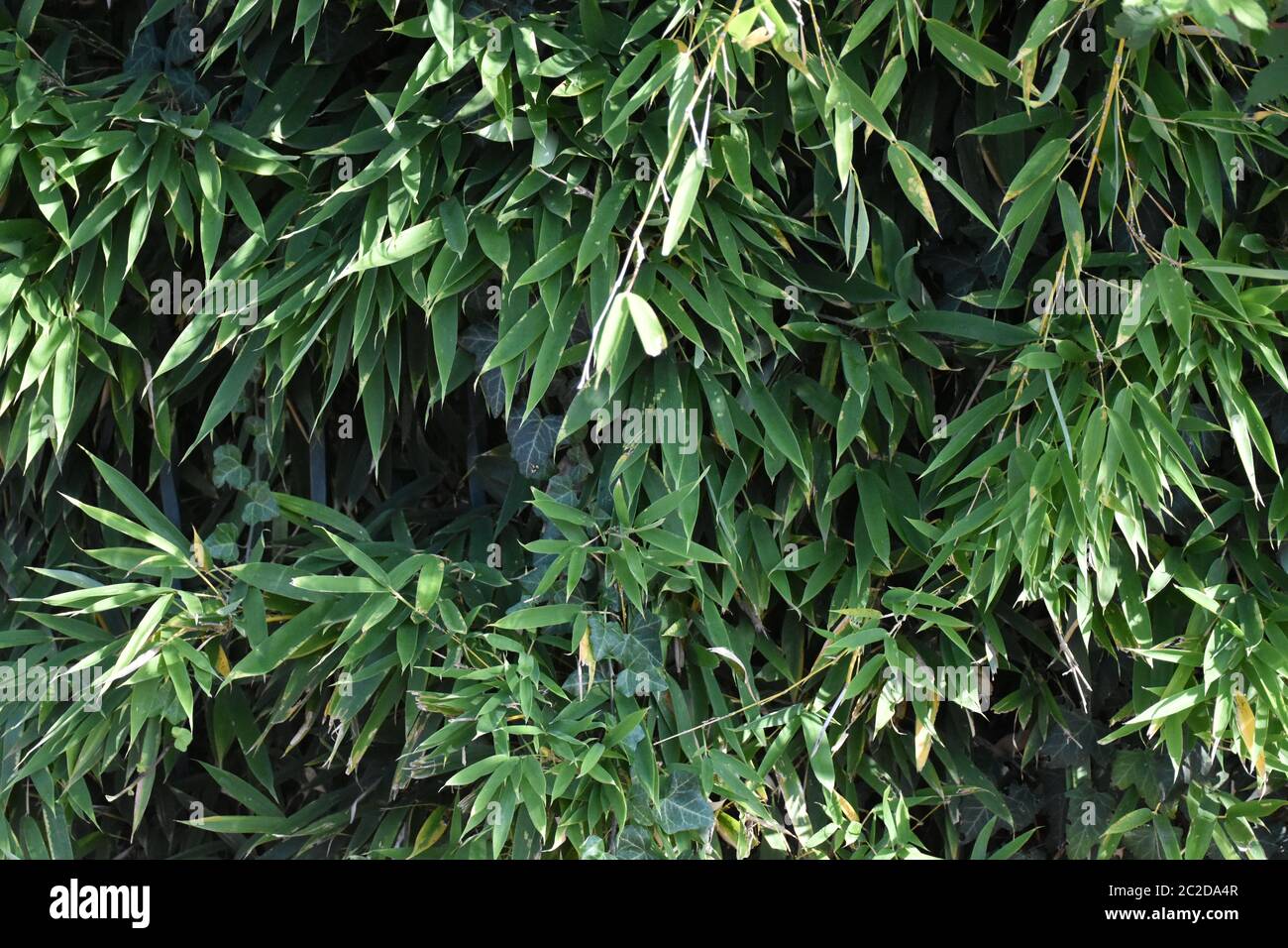 Cerca de las hojas de la planta de bambú Foto de stock