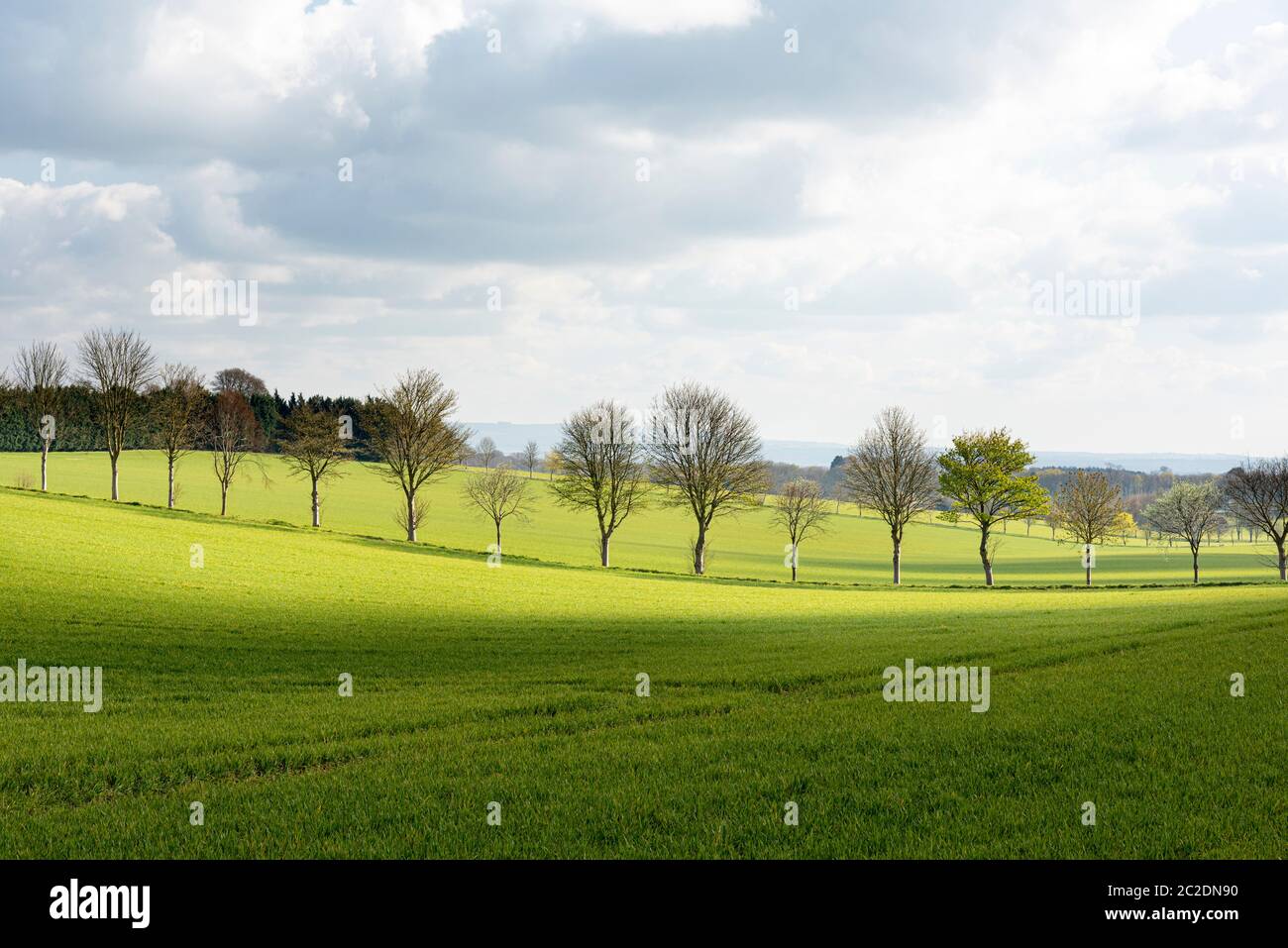 Luz nocturna en una hilera de árboles en Kingthorpe cerca de Pickering Foto de stock