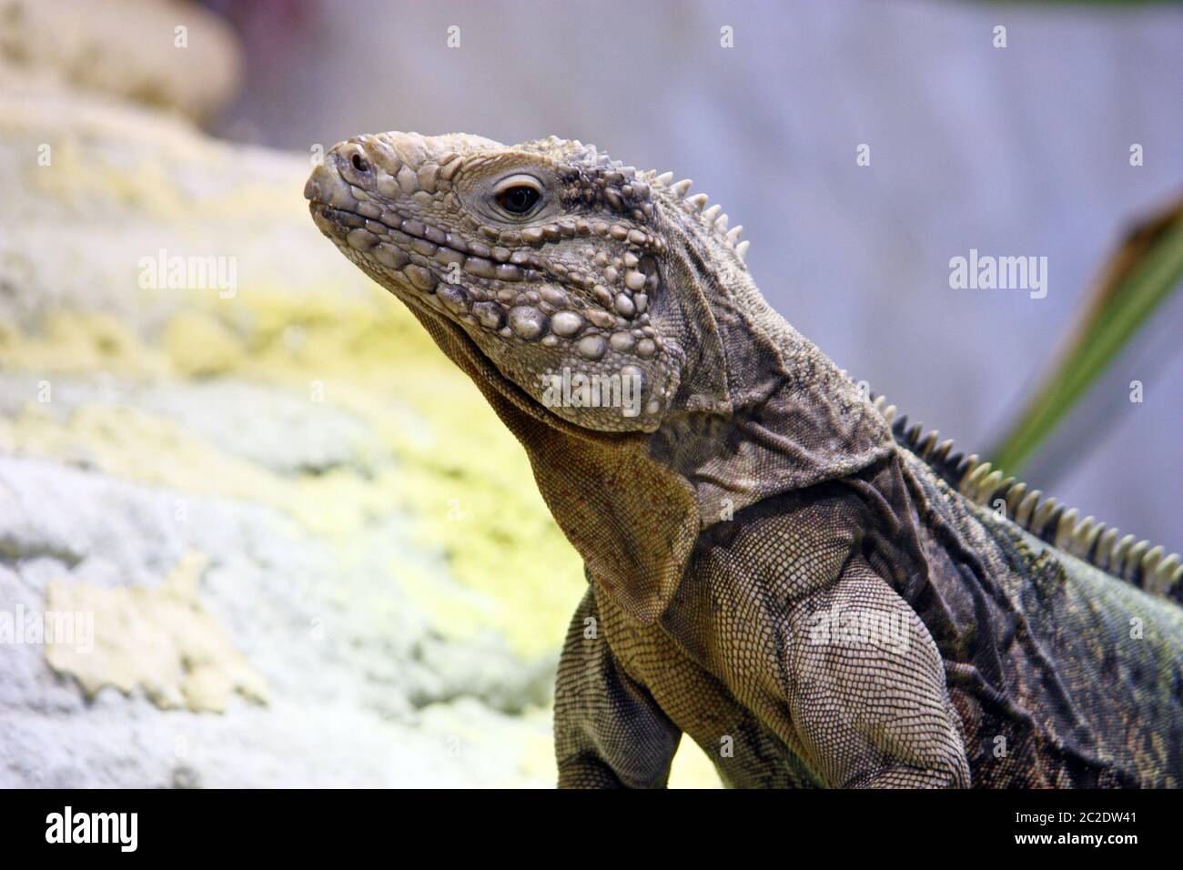 Rock cubano iguana (Cyclura nubila) es una especie de lagarto de la familia de la iguana Foto de stock