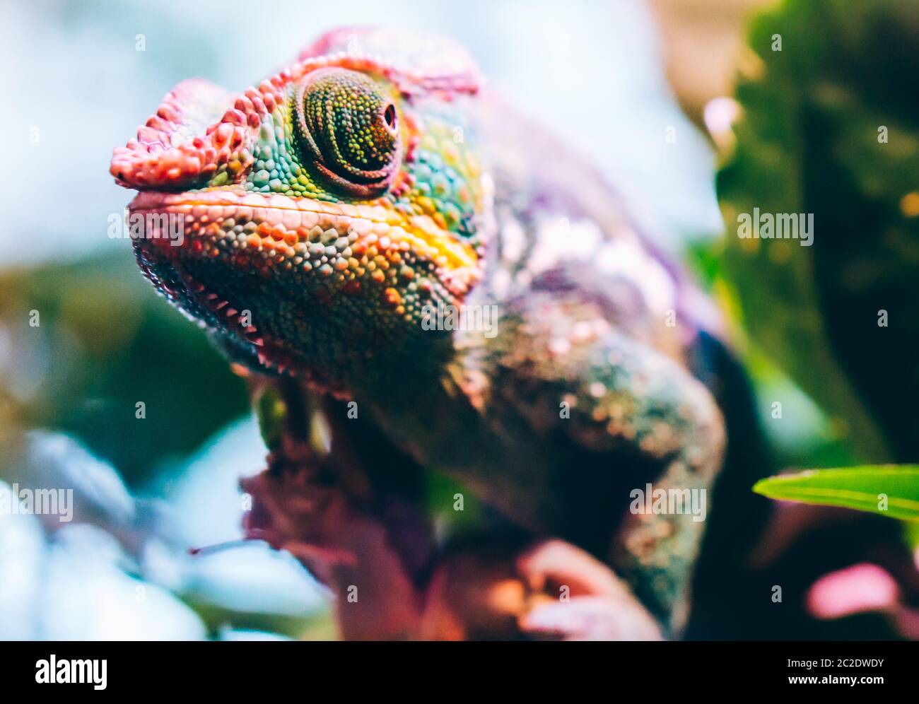 Camaleón de pantera de colores, Furcifer pardalis, sentado en la rama del árbol. Enfoque superficial. Foto de stock