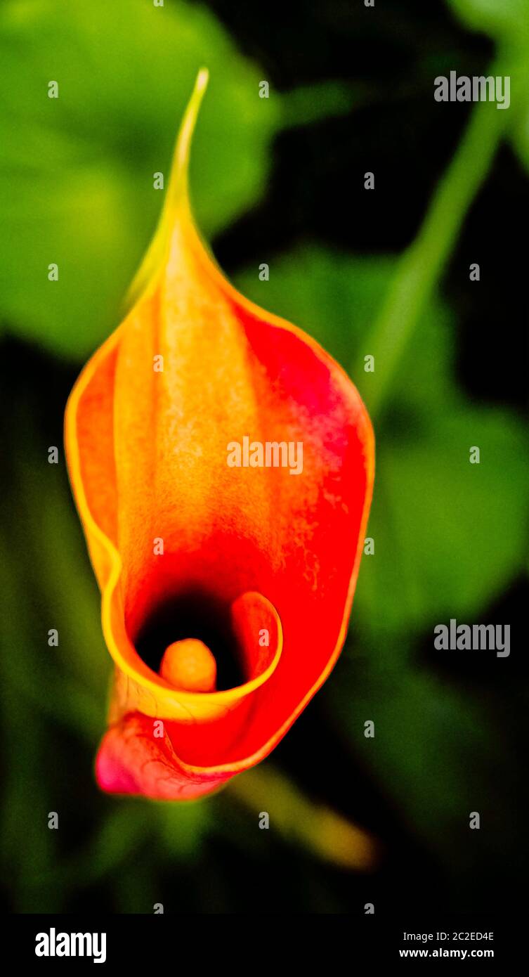 Zantedeschia aethiopica es una especie de la familia Araceae Foto de stock