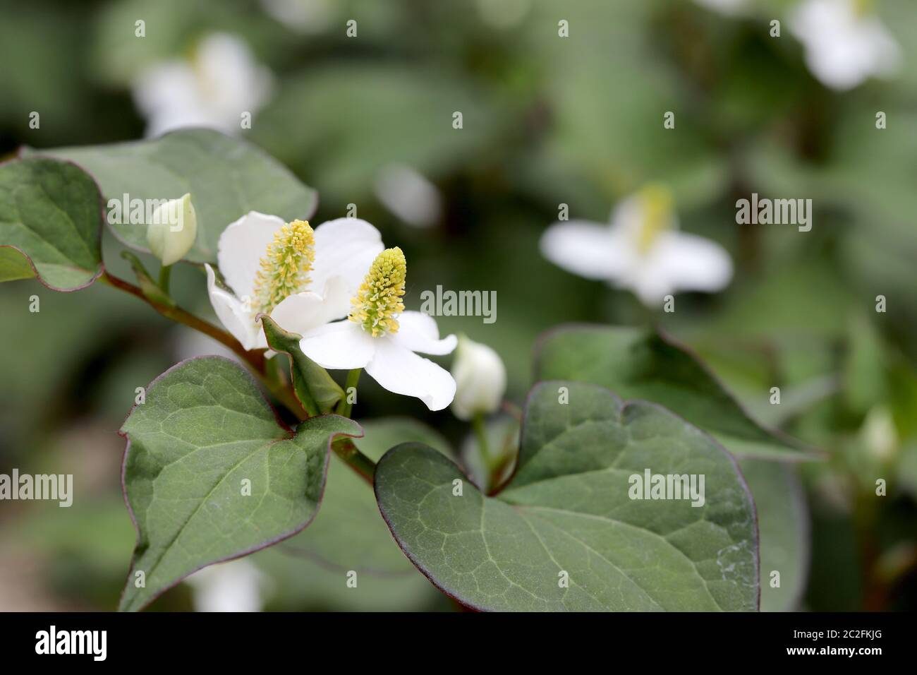 flor blanca de una planta de cordata de houttuynia Foto de stock