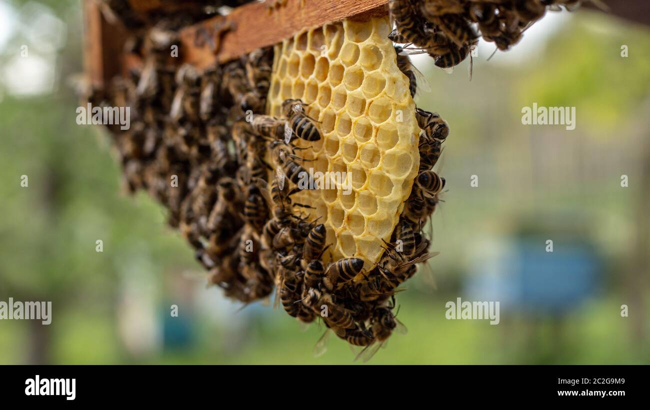 las abejas que trabajan en las células de miel en una colmena Fotografía de  stock - Alamy