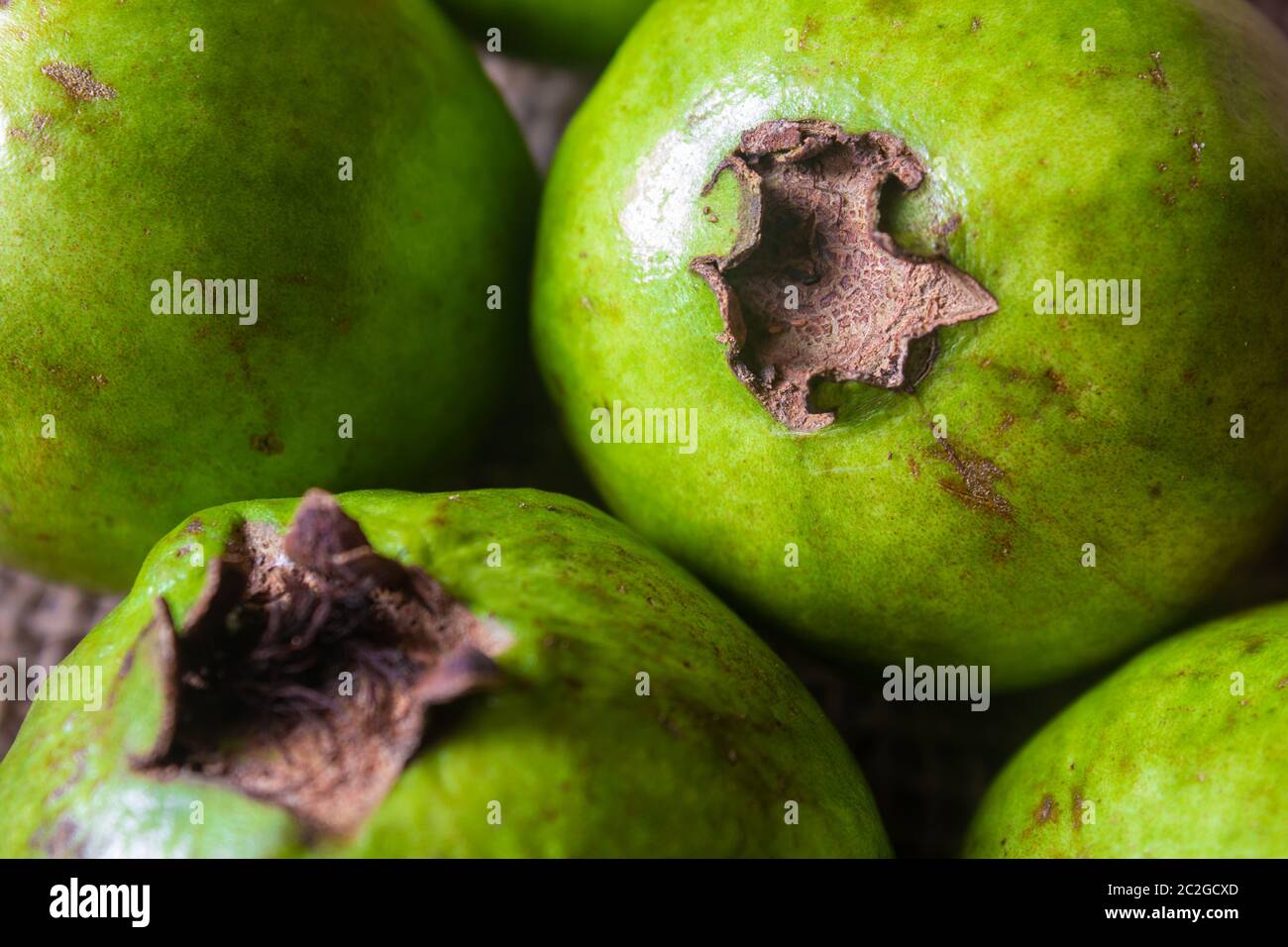 La guayaba es una fruta tropical rica en fibra dietética y vitamina C. Foto de stock