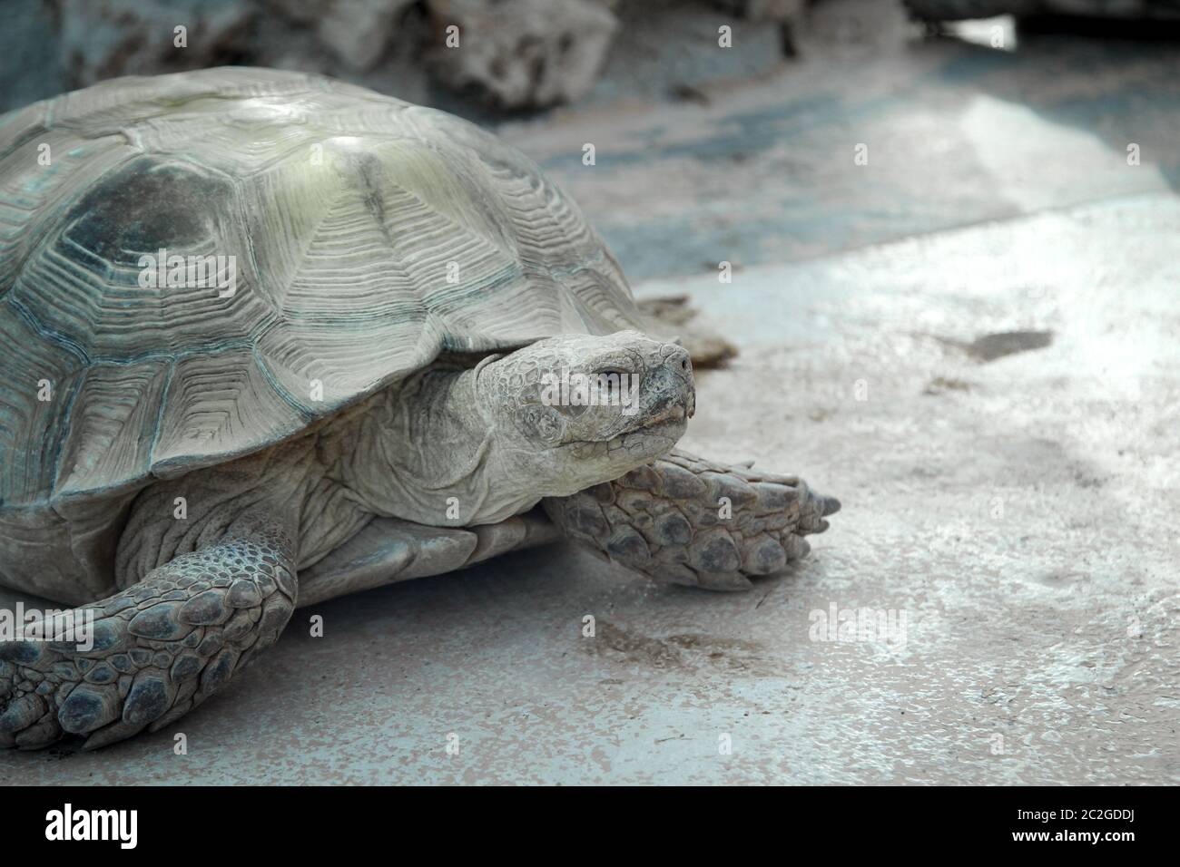una enorme tortuga vieja Foto de stock
